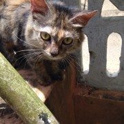 Bold Looking Cat Free Photo 8