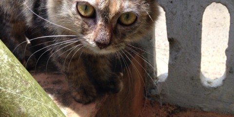 Bold Looking Cat Free Photo 21