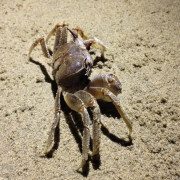 Crab on Sand Free Photo 5