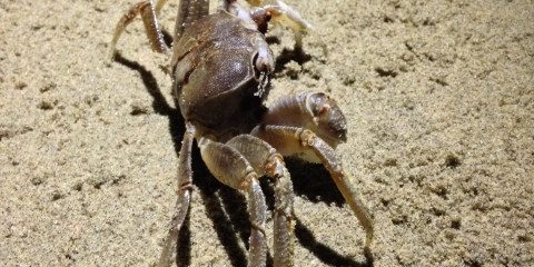 Crab on Sand Free Photo 14
