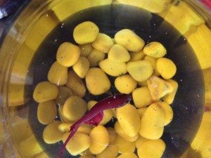 Small Fish Tank Free Photo 2