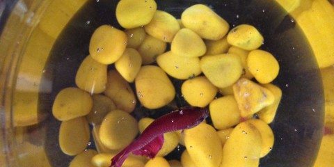 Small Fish Tank Free Photo 10