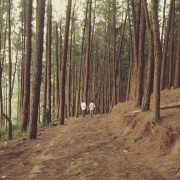 Beautiful Trees in Forest Free Photo 2