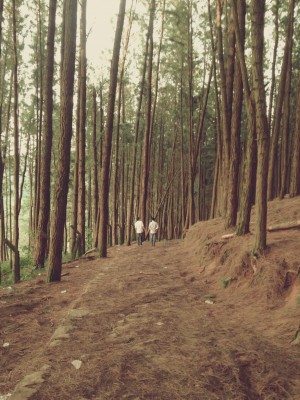 Beautiful Trees in Forest Free Photo 2