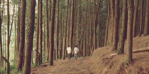 Beautiful Trees in Forest Free Photo 8