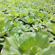 Leaves in Pond Free Photo 1