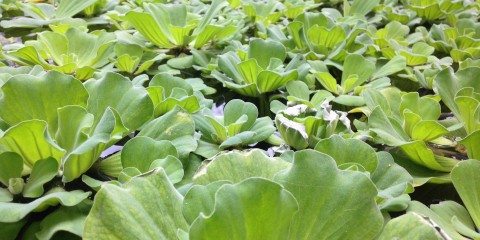 Leaves in Pond Free Photo 7