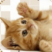 Wallpaper for Mobile ID - 3978 4