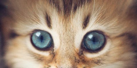 Wallpaper for Mobile ID - 4021 30