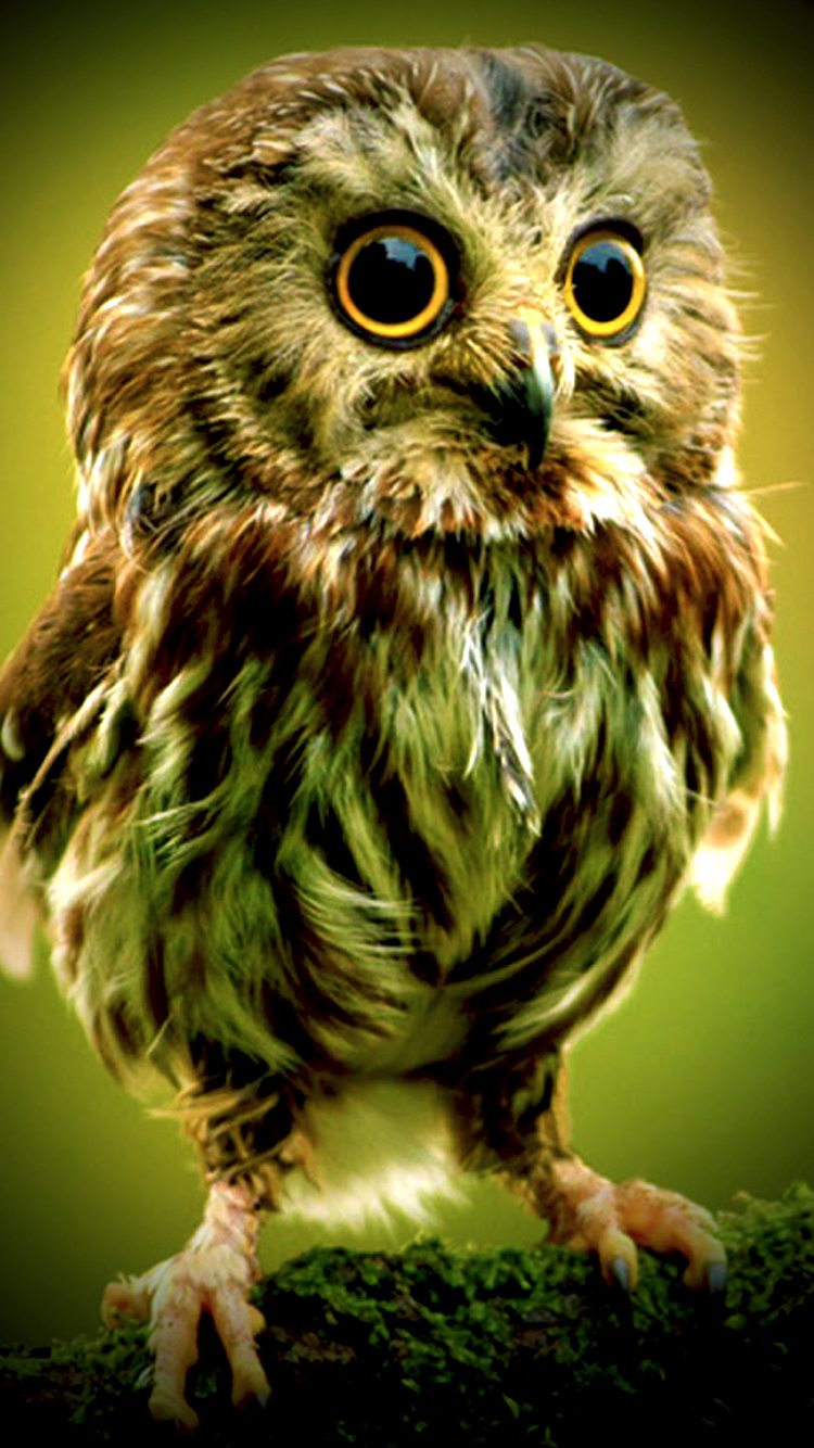 Wallpaper for Mobile ID - 4028 1
