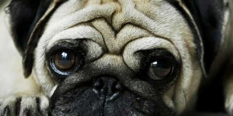 Wallpaper for Mobile ID - 4065 11